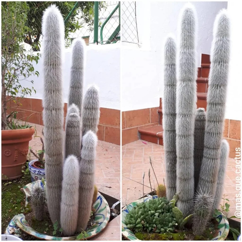 Silver Torch Cactus Shining Care Tips