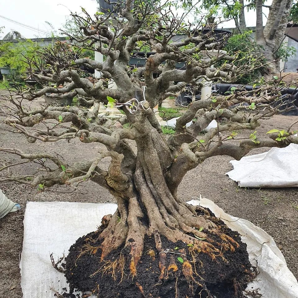 Water Jasmine Bonsai Care A Comprehensive Guide