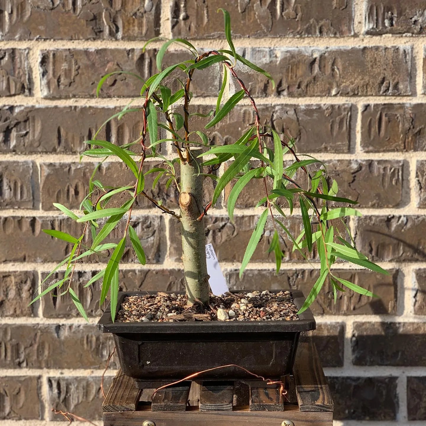Weeping Willow Bonsai (Salix spp.) Ultimate Care Guide