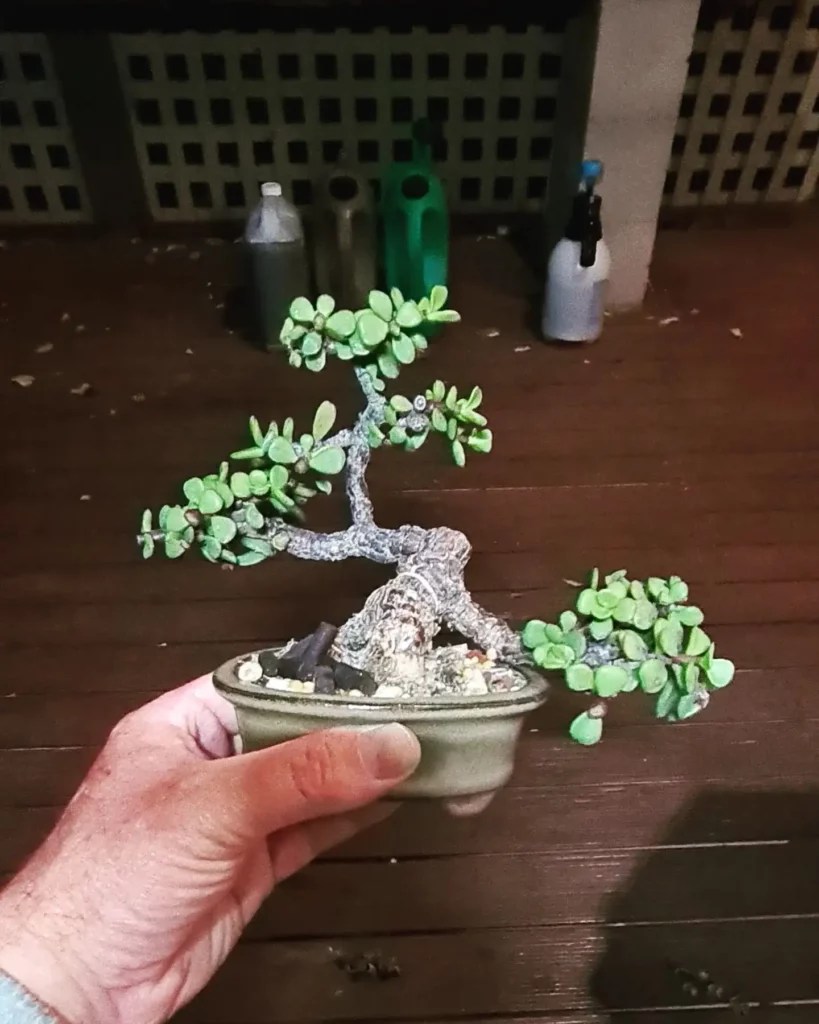 How to Shape a Jade Bonsai Tree?
