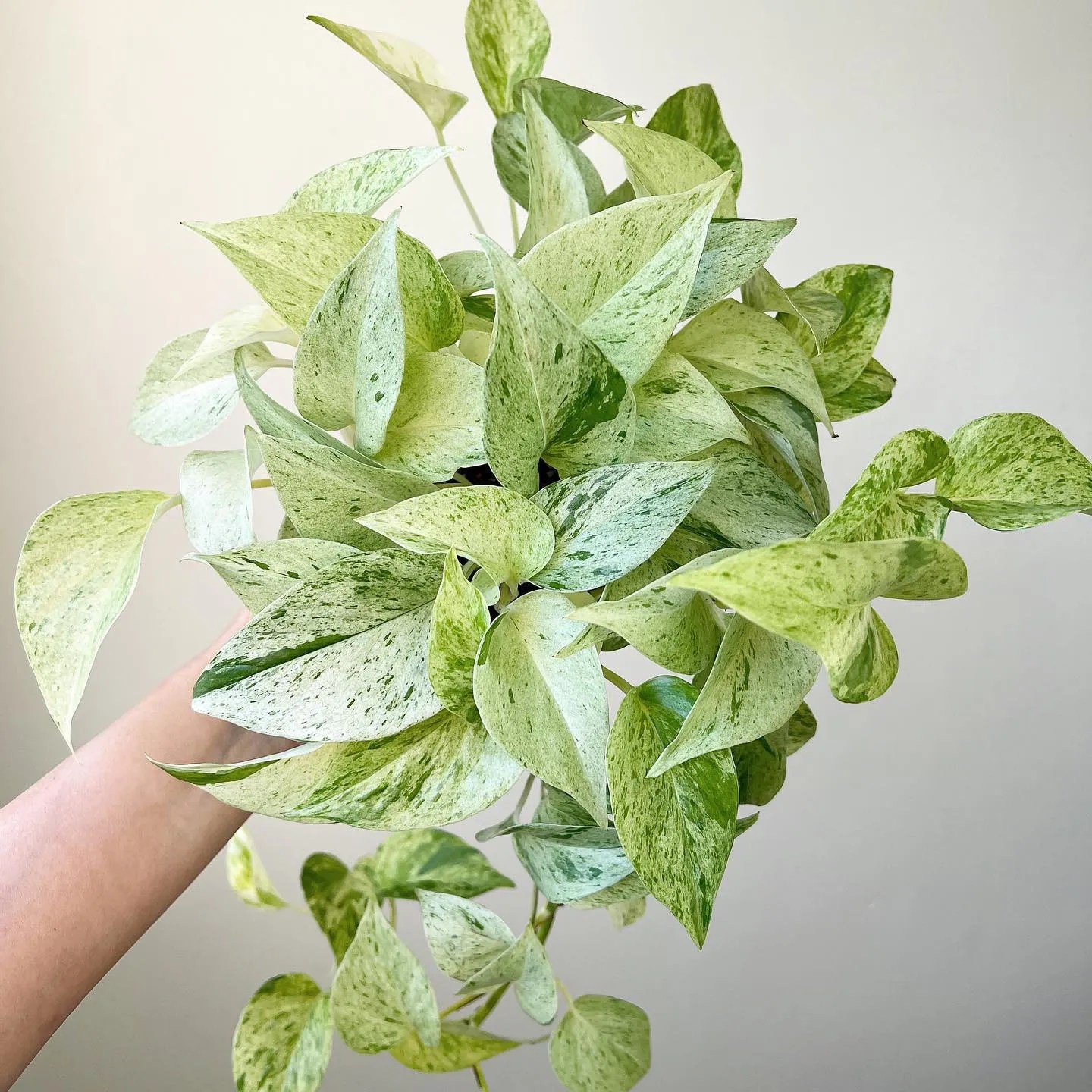 The Ultimate Pothos Care and Variety Guide With Stunning Photos