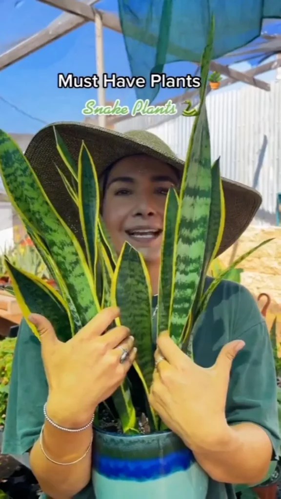 Snake Plant Care Guide Expert Tips for Growing Indoors