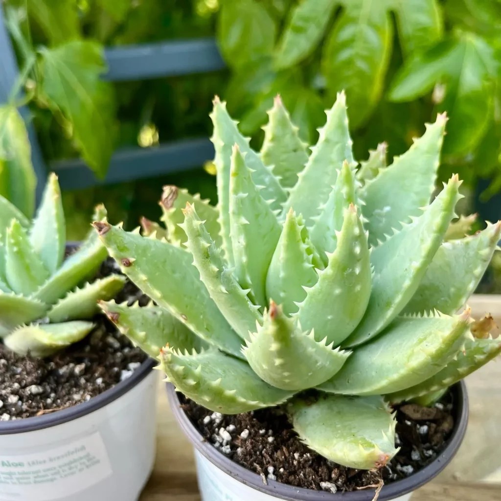 Gold Tooth Aloe Shiny Care Secrets