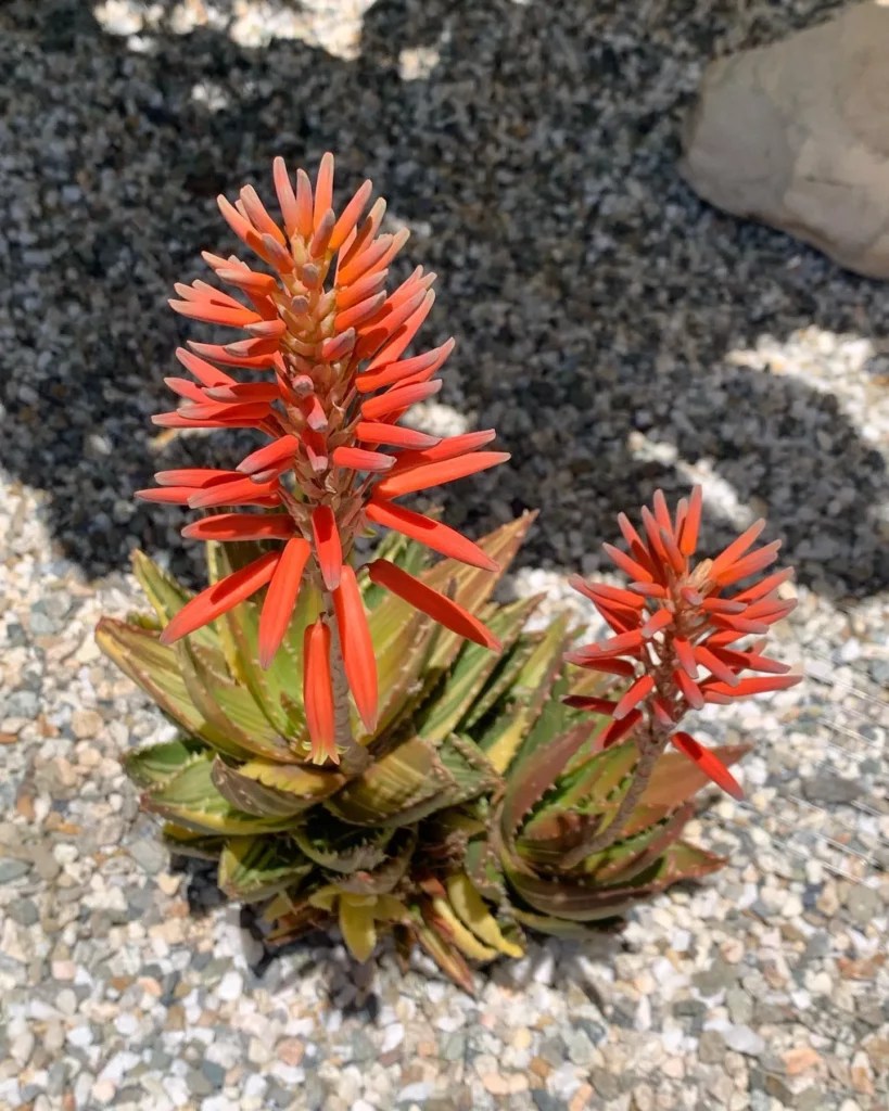 Gold Tooth Aloe Shiny Care Secrets