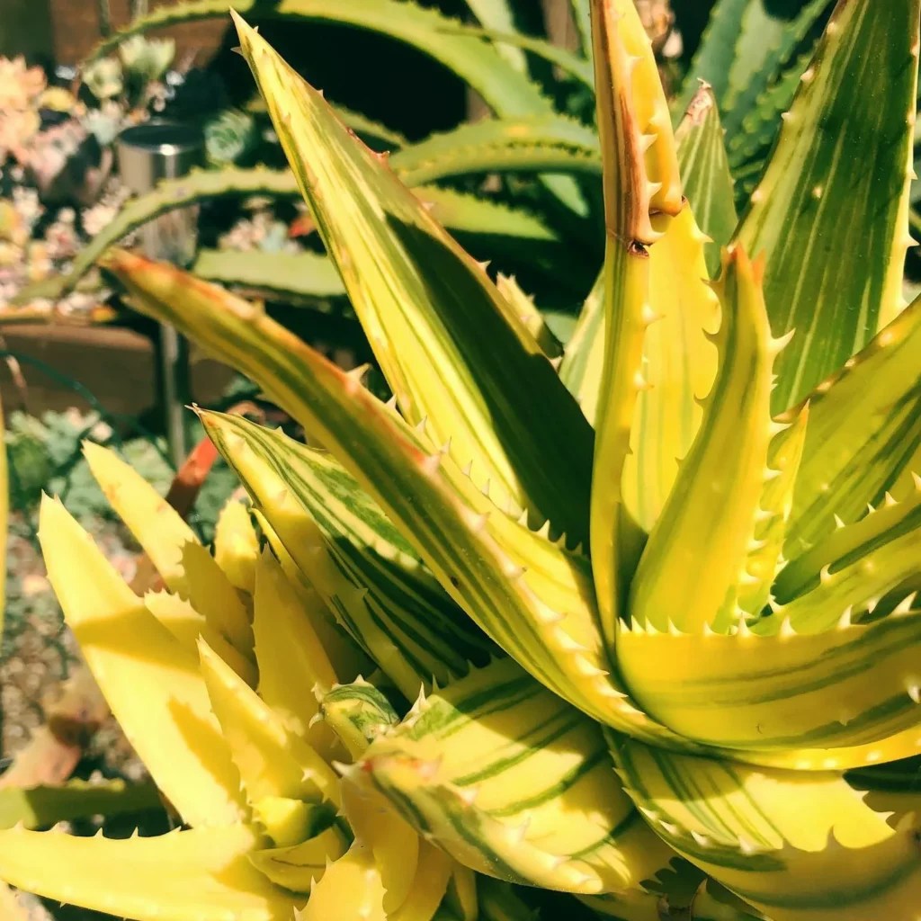 Gold Tooth Aloe Shiny Care Secrets