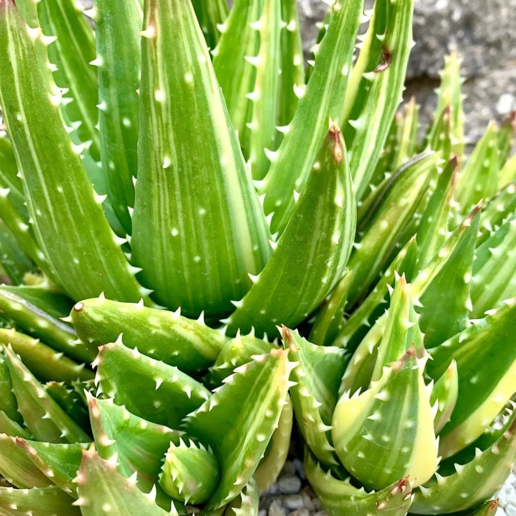 Gold Tooth Aloe Shiny Care Secrets