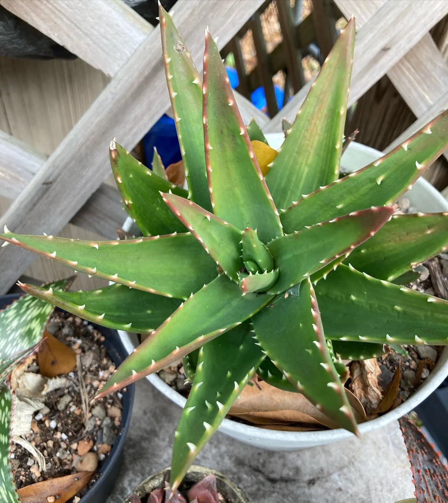 Gold Tooth Aloe Shiny Care Secrets