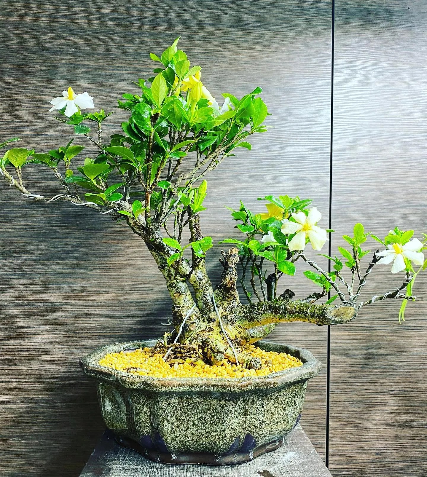 Gardenia Bonsai Ultimate Growth Secrets