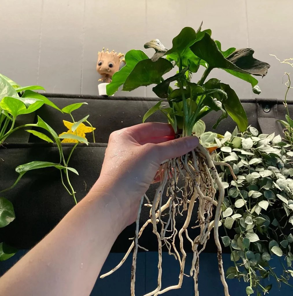 11 Self Heading Philodendron Varieties (With Photos)