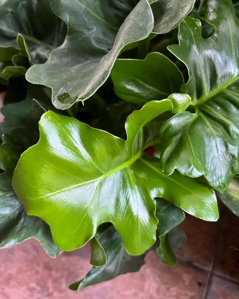 11 Self Heading Philodendron Varieties (With Photos)