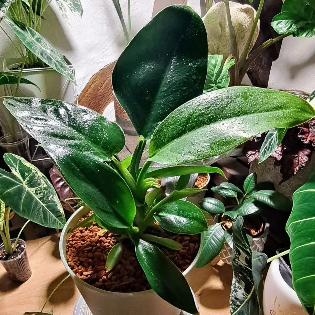 11 Self Heading Philodendron Varieties (With Photos)