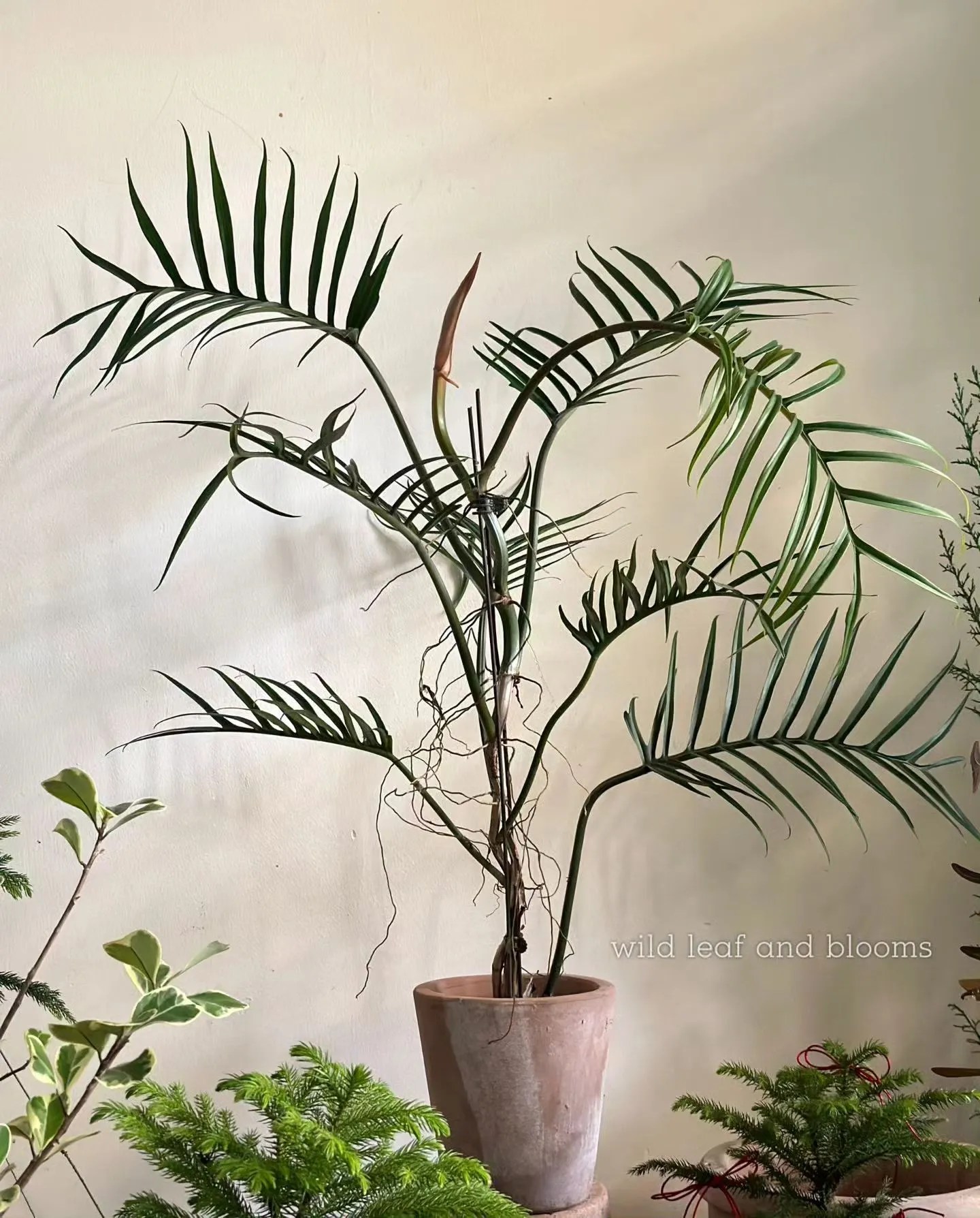 StepbyStep Guide Propagating Philodendrons from Cuttings