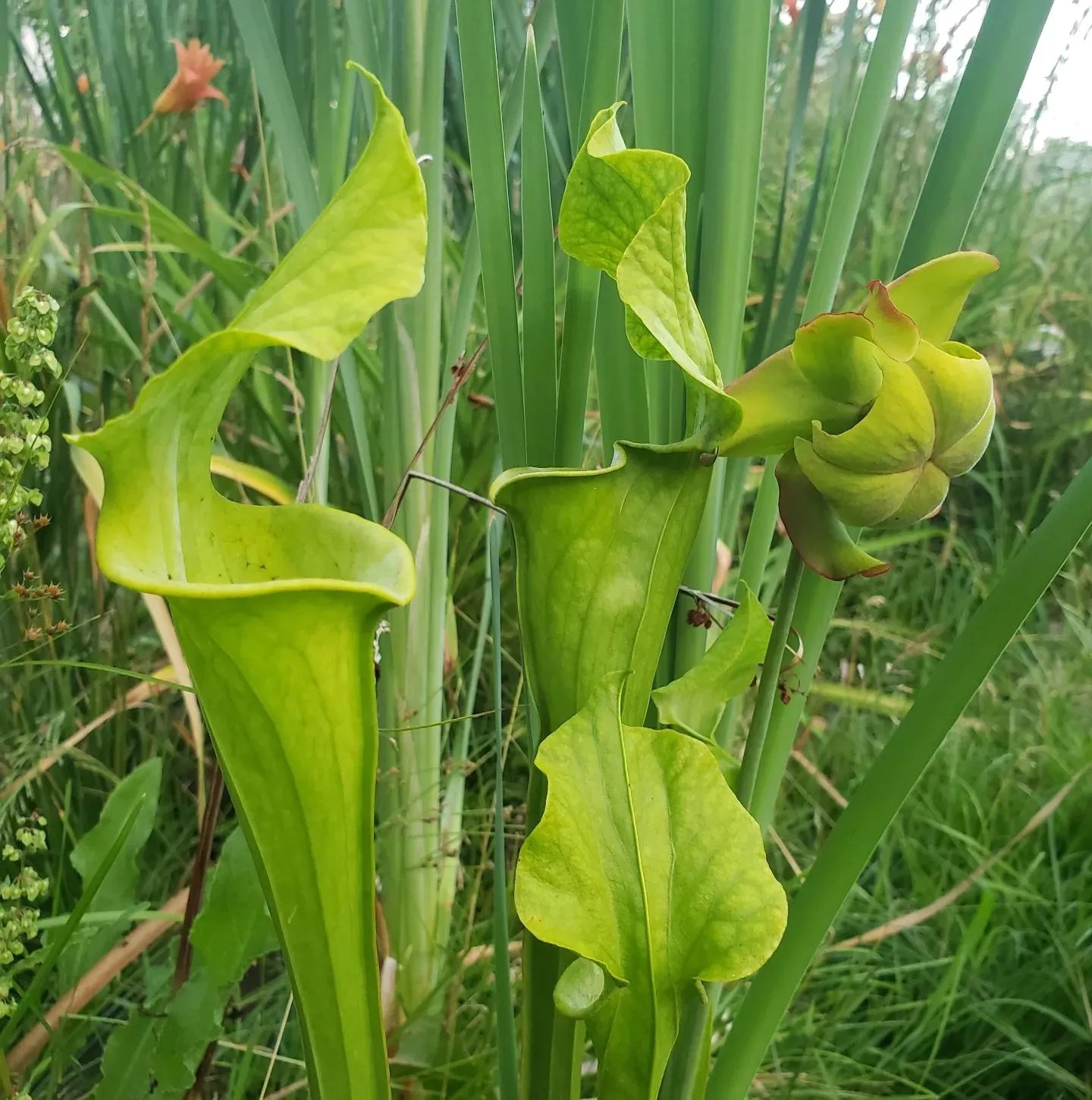 Green Pitcher Plant (Sarracenia flava) Growing Guide