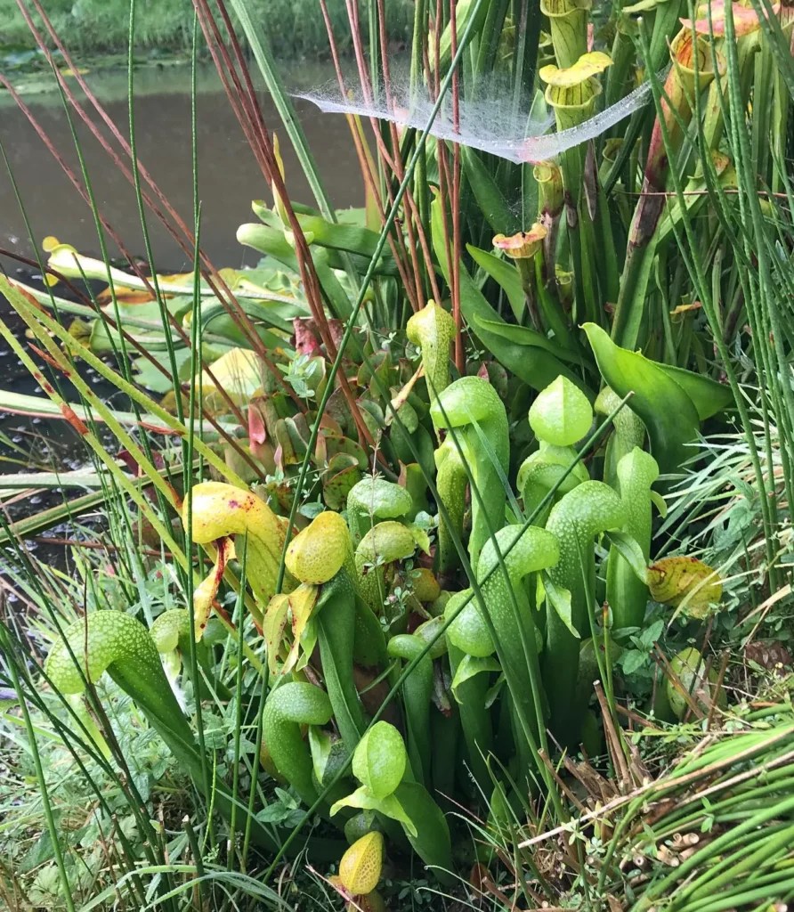 Green Pitcher Plant (Sarracenia flava) Growing Guide