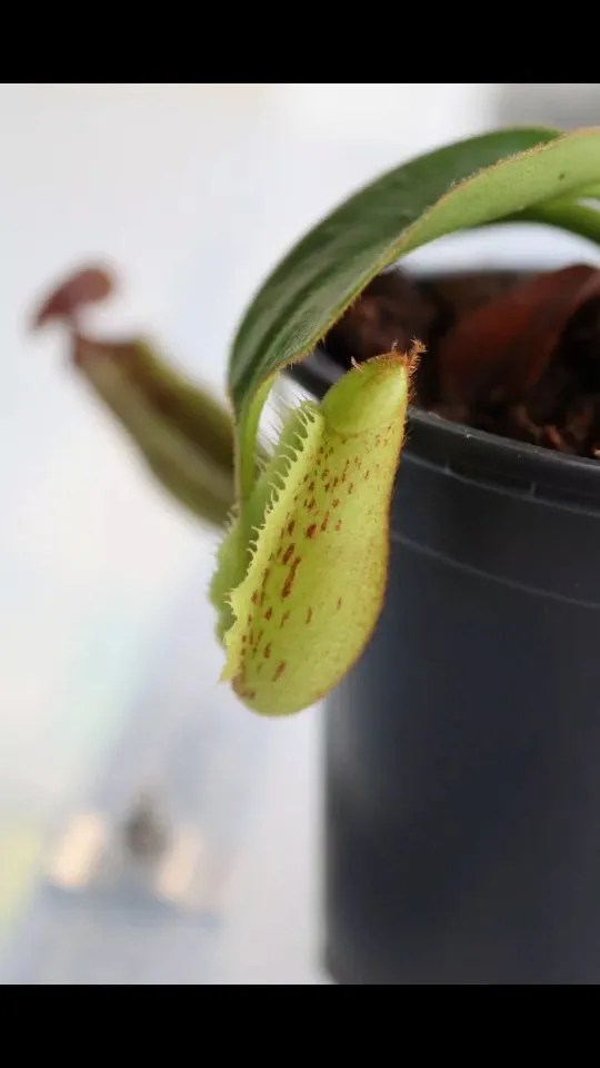 Purple Pitcher Plant (Sarracenia purpurea) Care and Features