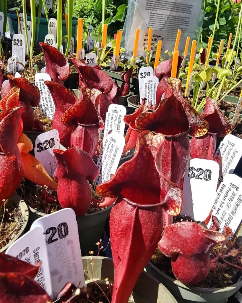 Sarracenia rubra The Fascinating Red Pitcher Plant