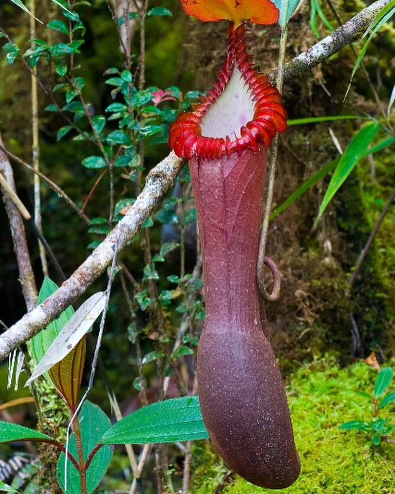 Sarracenia rubra The Fascinating Red Pitcher Plant