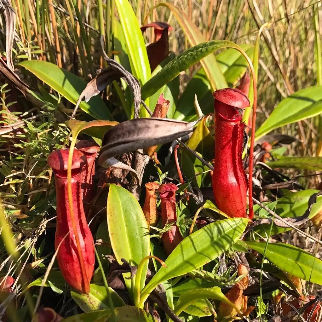 Sarracenia rubra The Fascinating Red Pitcher Plant