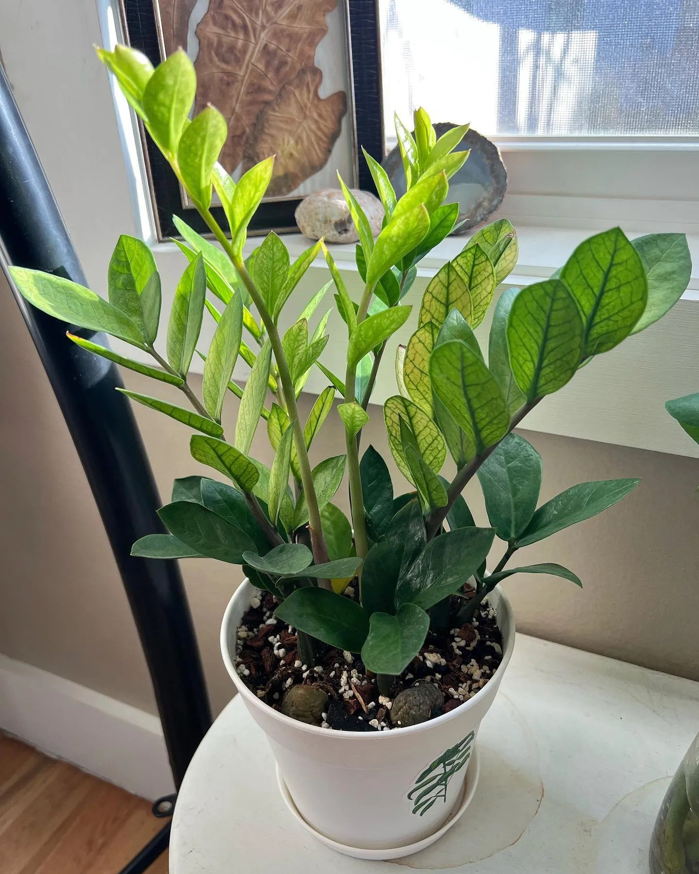 ZZ Plants in Dim Light Thriving Conditions Explained