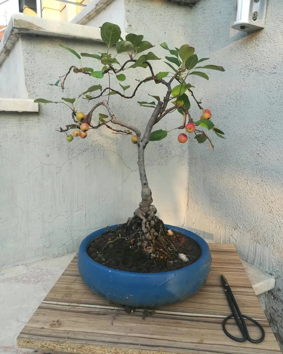 Apple Bonsai Tree Care Quick and Easy Tips