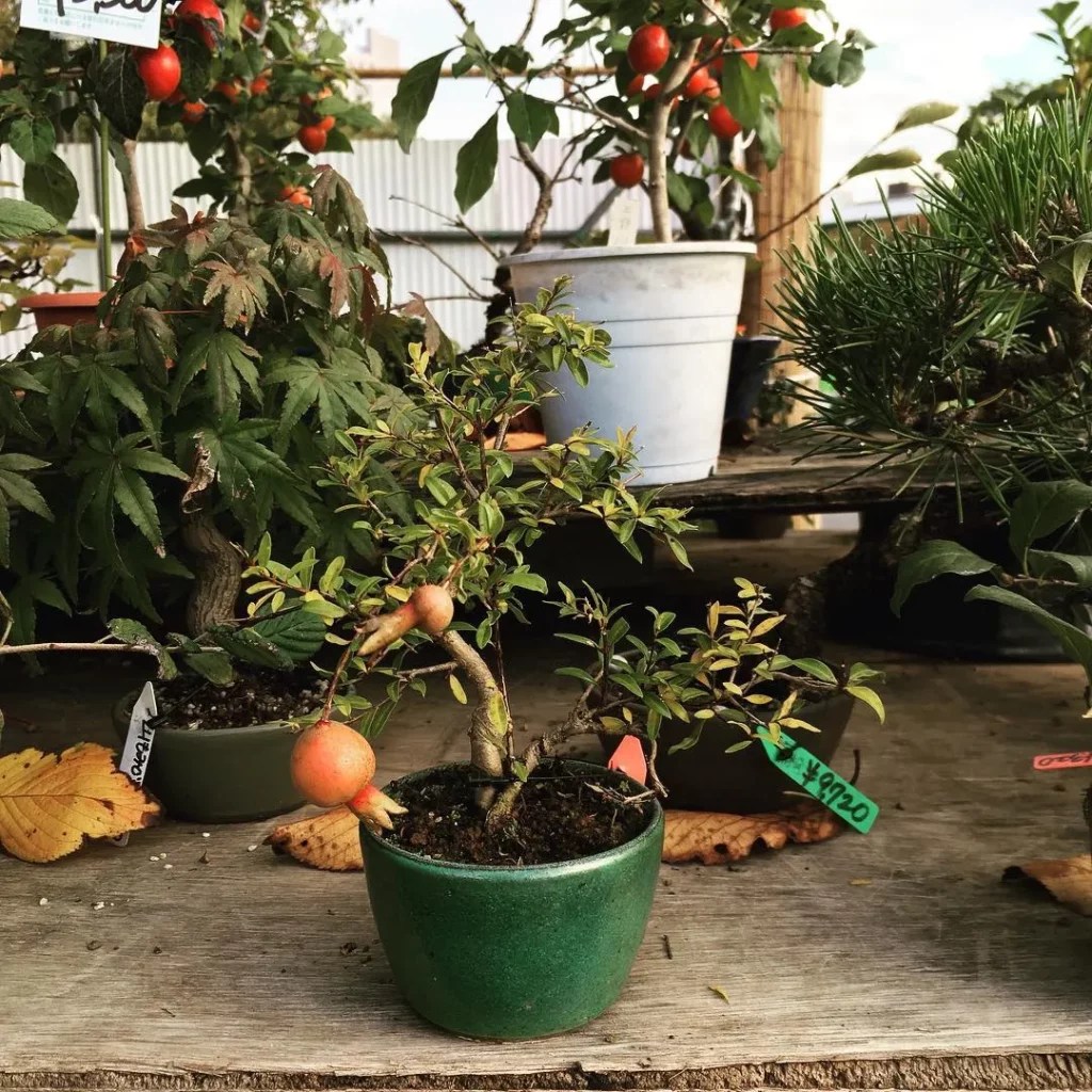 Apple Bonsai Tree Care Quick and Easy Tips