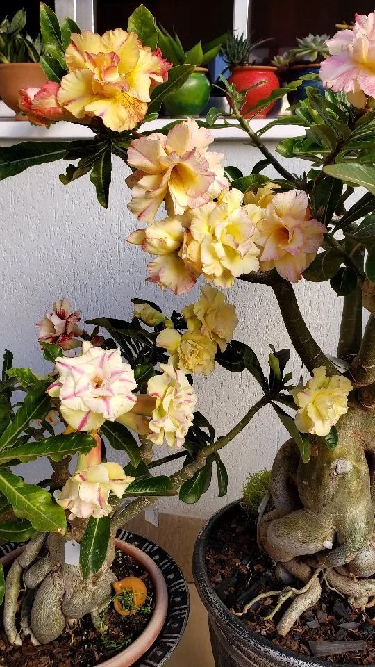 Desert Rose Bonsai Essential Care Hacks