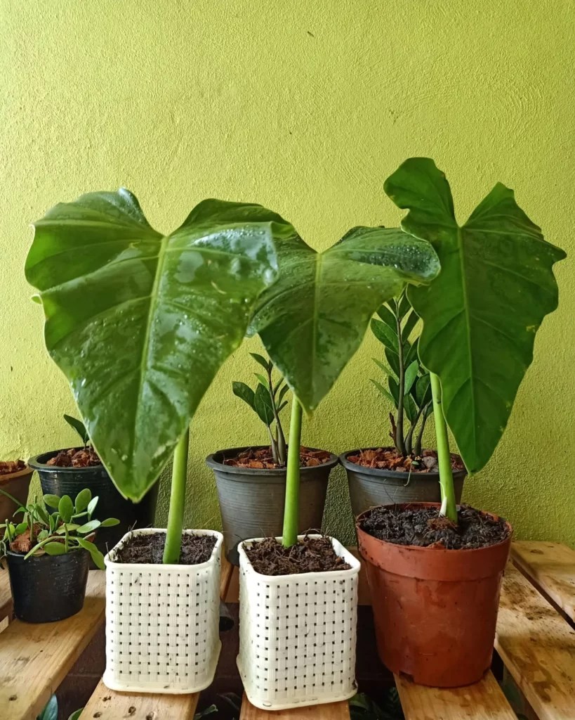 Elephant Ear Philodendron Care Guide & Tips