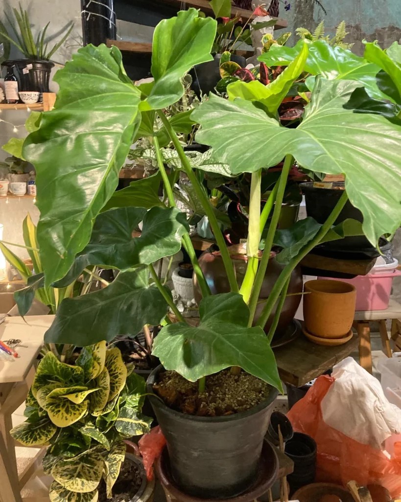 Elephant Ear Philodendron Care Guide & Tips