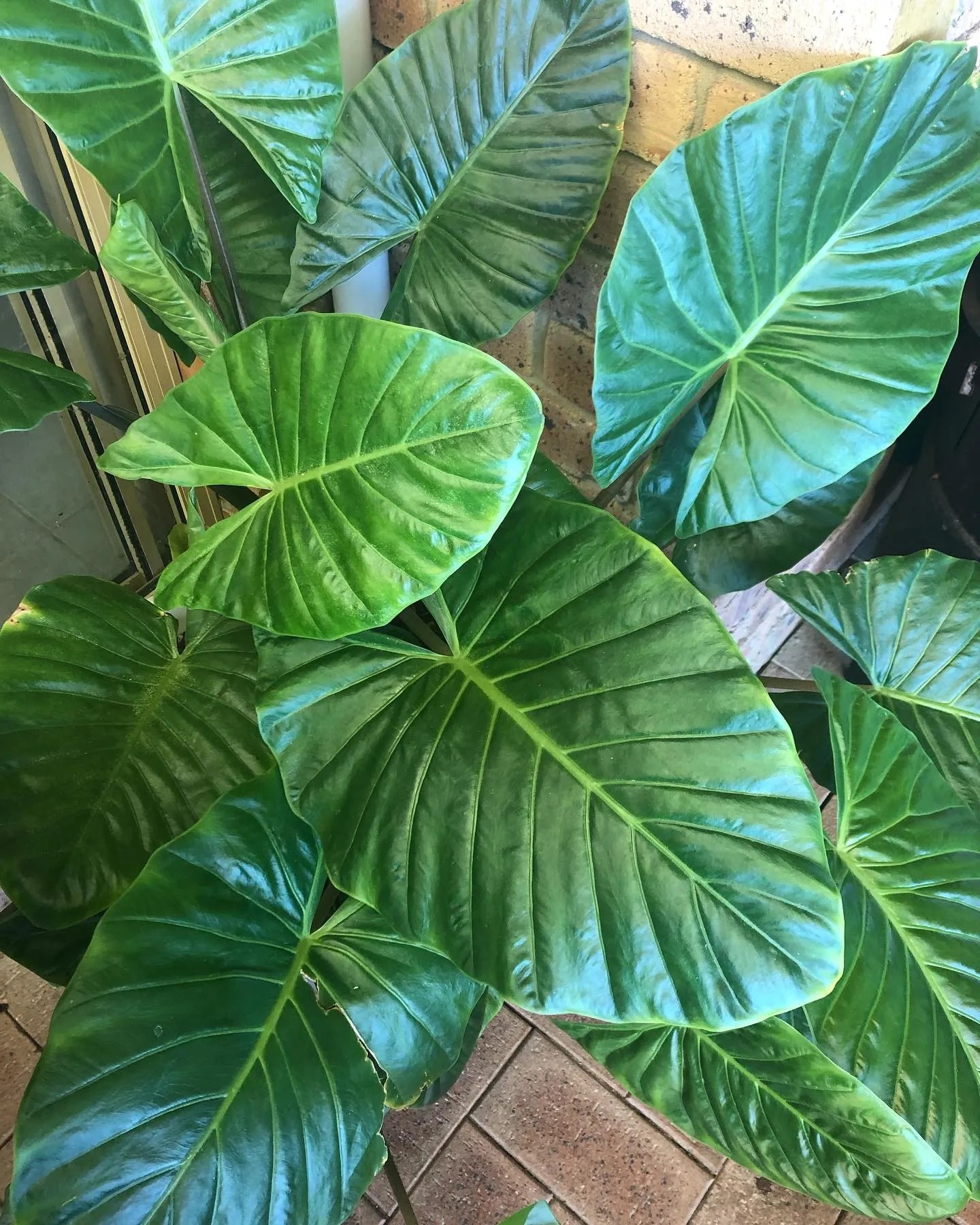 Elephant Ear Philodendron Care Guide & Tips