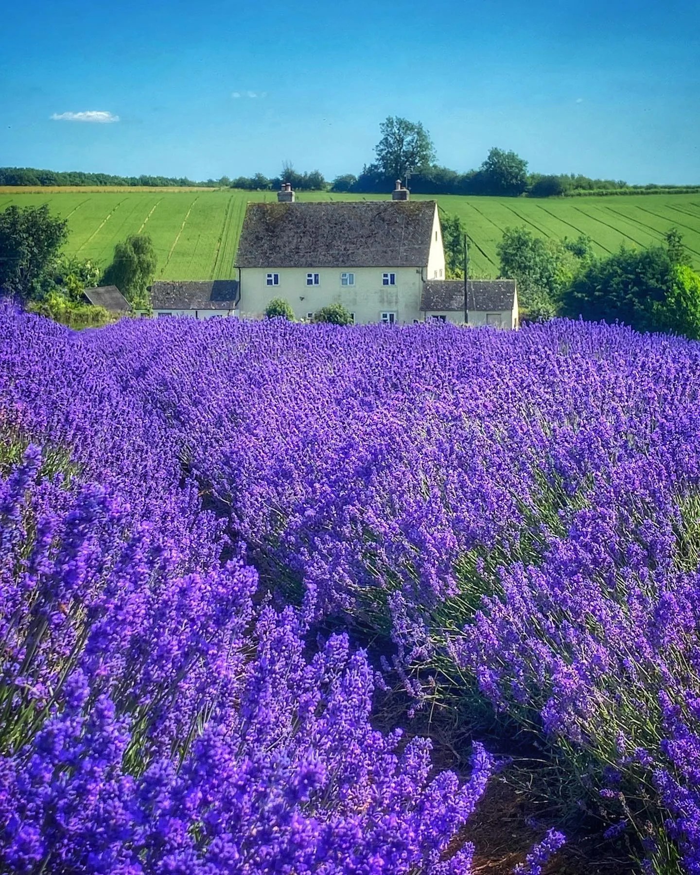 Growing Lavender Indoors Fragrant Houseplant