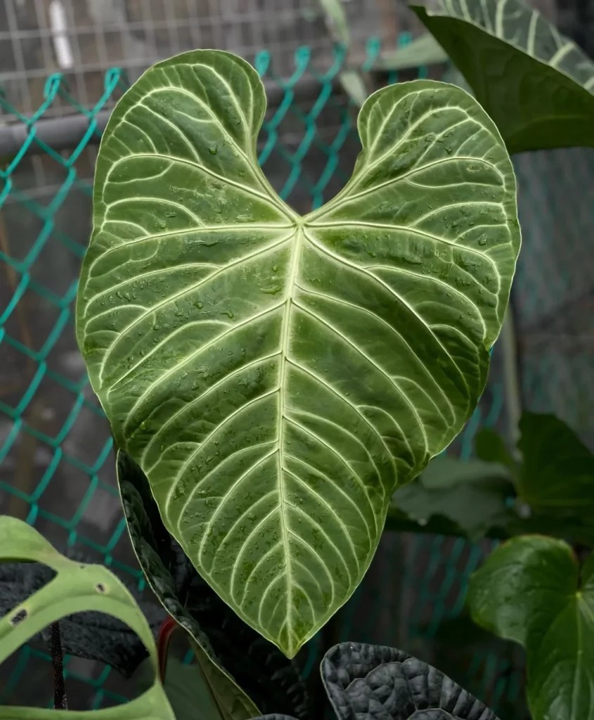 Anthurium Regale Guide Cultivating Royal Elegance