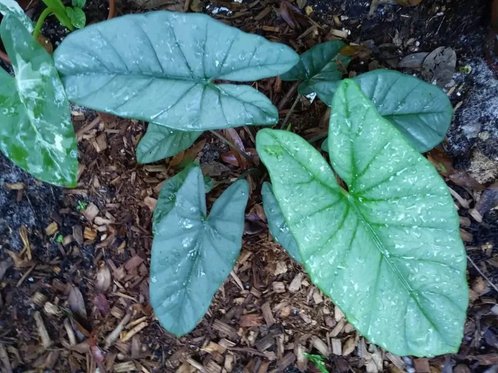 Caring for Your Elephant Ear Plant Tips & Tricks