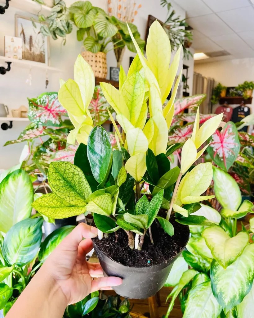 Chameleon ZZ Plant Nurturing Tips for Colorful Foliage