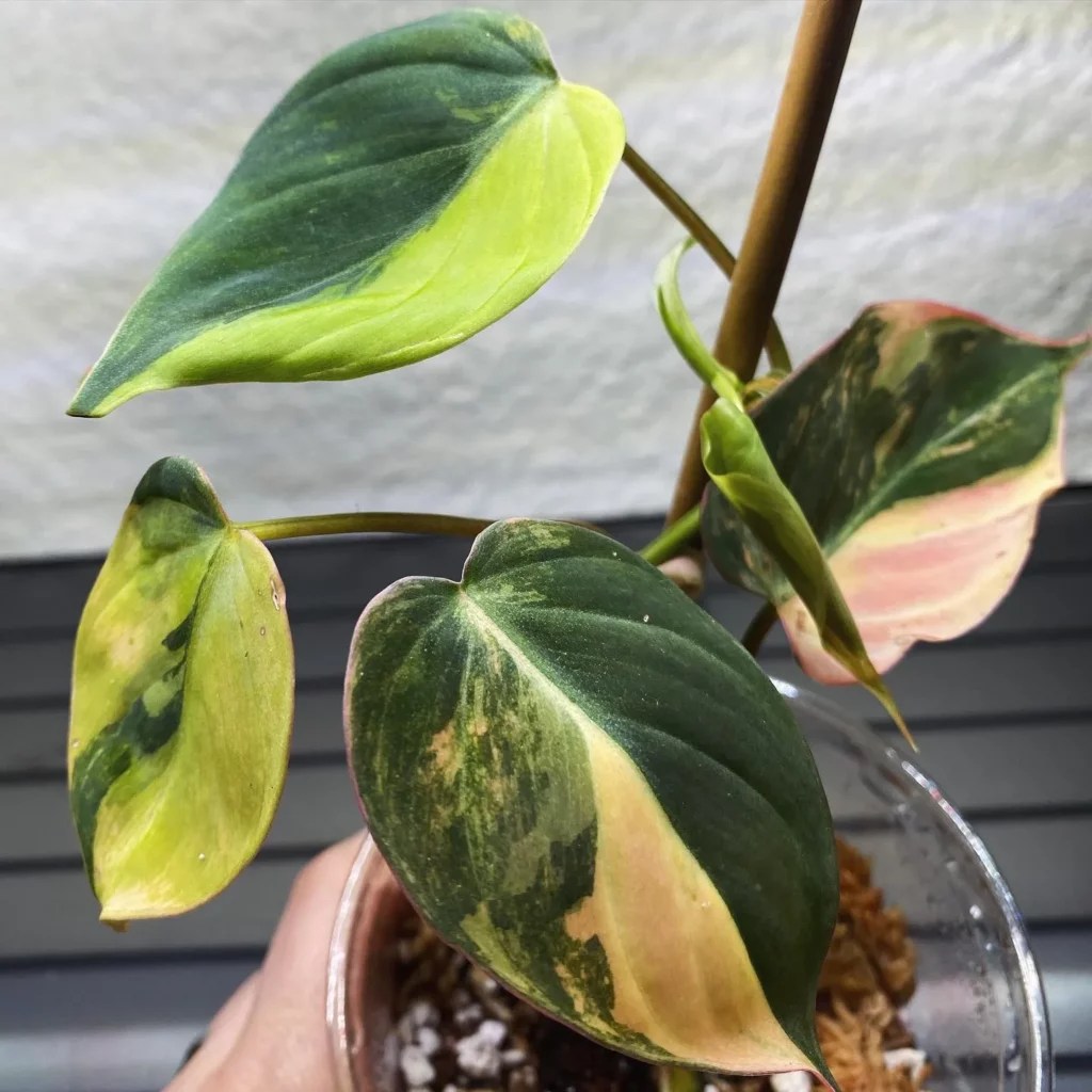 Philodendron Micans Care Guide & Tips