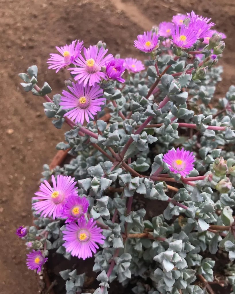 Grow Your Deltoidleaved Dew Plant Successfully