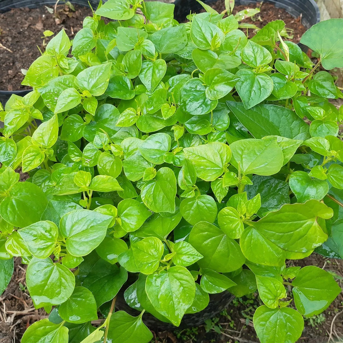 Pepper Elder Plant Advantages and Care Suggestions »