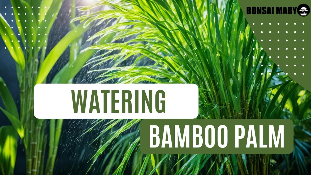 Bamboo Palm Watering Guide Tips for Health