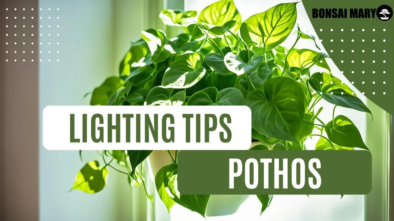 Pothos Lighting Needs Guide for Healthy Growth
