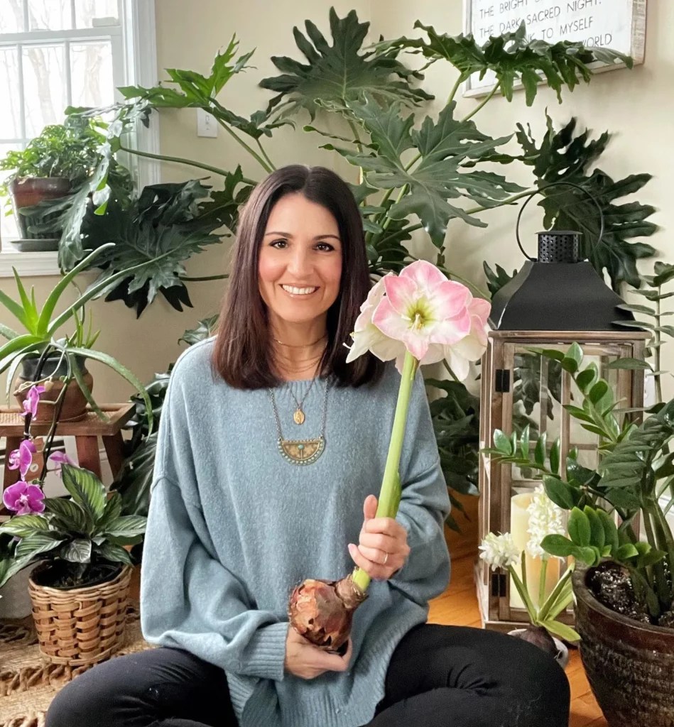 How to Save Your Amaryllis Bulb To Bloom Again Next Year