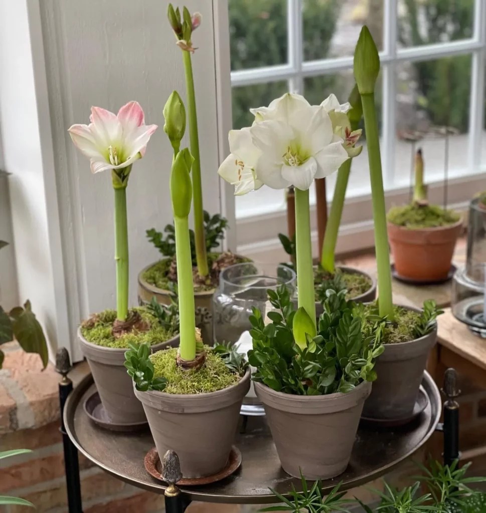 How to Save Your Amaryllis Bulb To Bloom Again Next Year