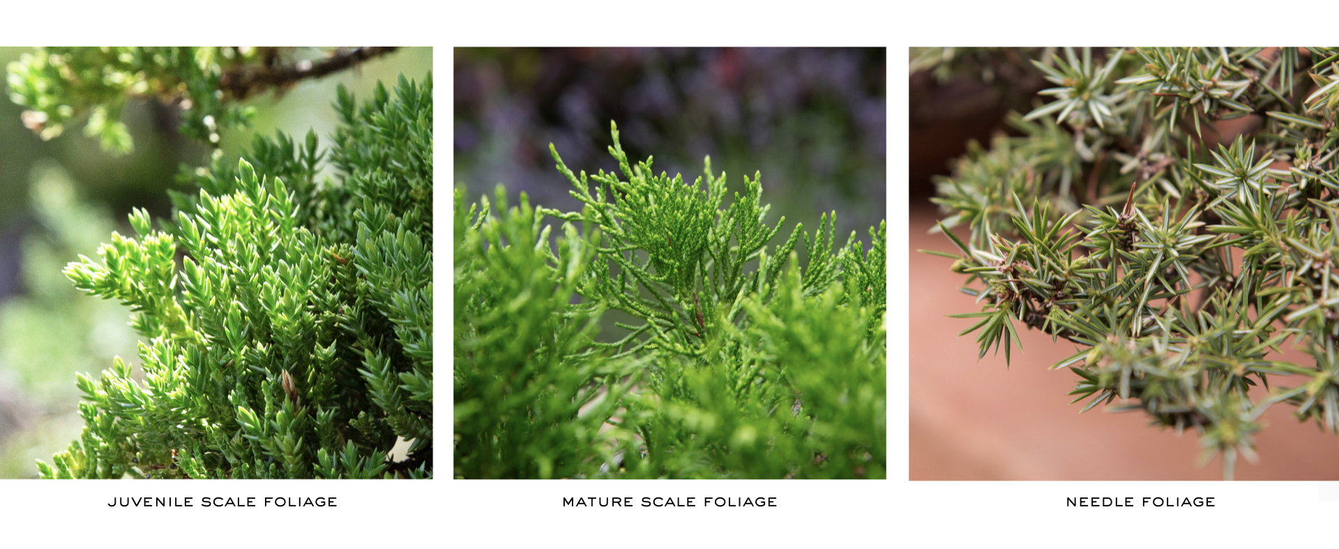 Juniper Identification Bonsai Mirai