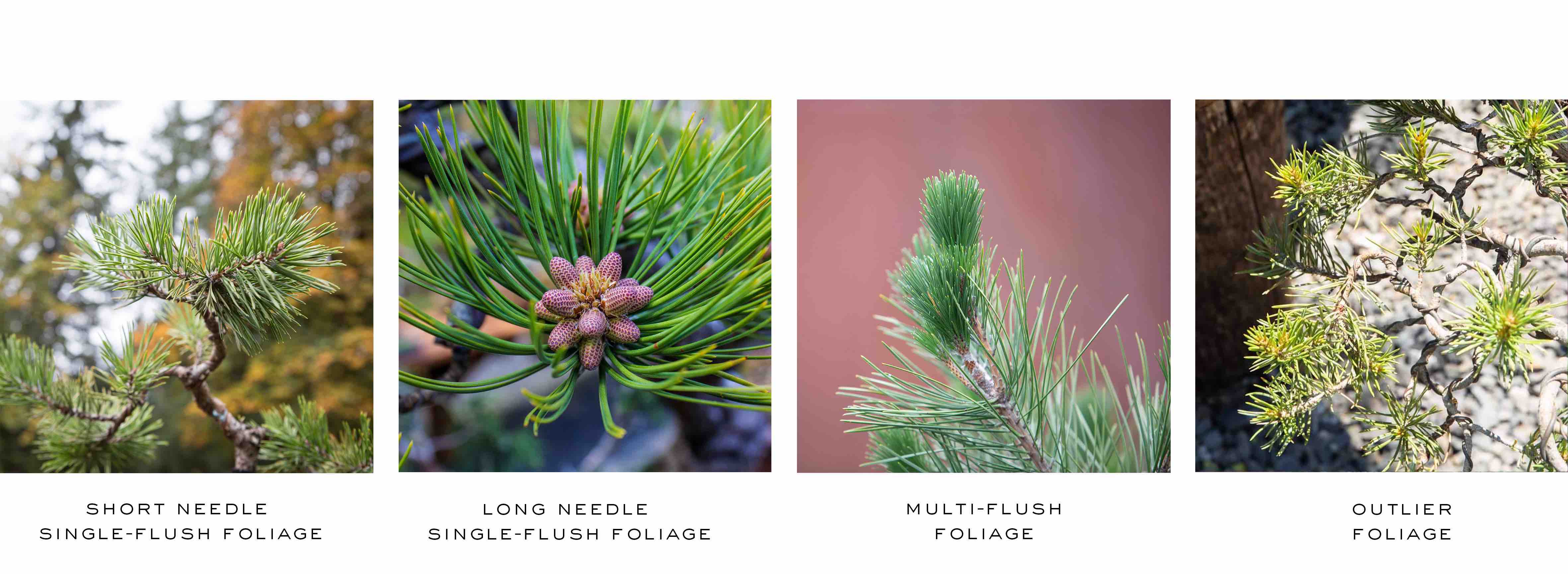 Pine Identification Bonsai Mirai