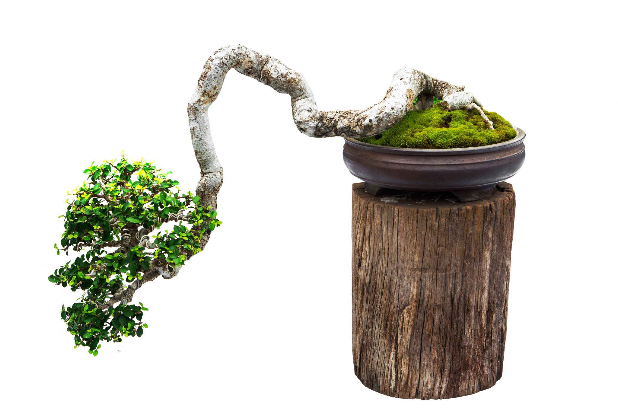 The 5 Basic Bonsai Tree Shaping Styles