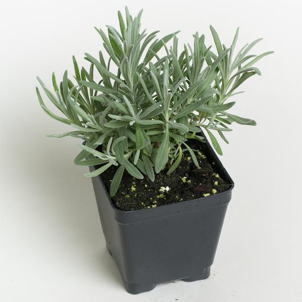 Lavender live plant Bonsai Plants Nursery