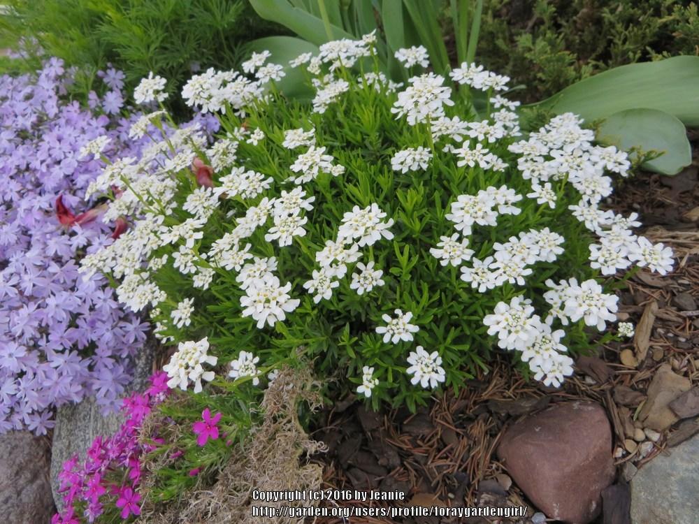 Candytuft white flower plant seed (Pack of 20 Seeds) Bonsai Plants
