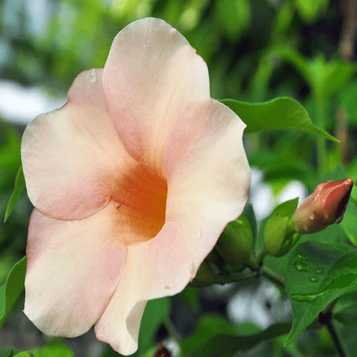 Allamanda Biscuit Flowering Plants light color Bonsai Plants Nursery
