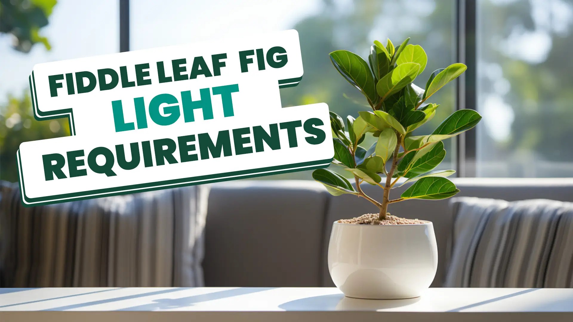 Home Bonsai Pro Tips