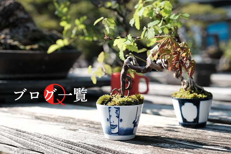 挿し木 盆栽Q あたしい盆栽をはじめよう