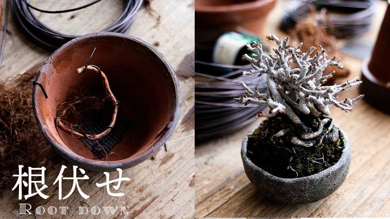 盆栽の根伏せの方法！長寿梅のミニ盆栽作り – 盆栽Q | あたらしい盆栽