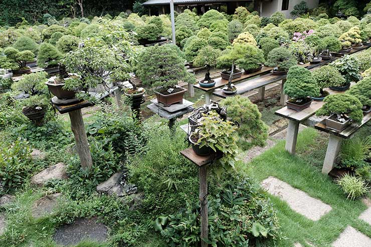 雑木盆栽大観 竹山房造 芙蓉園】雑木と寄植えの第一人者！四季を楽しめる盆栽園の紹介 – 盆栽Q